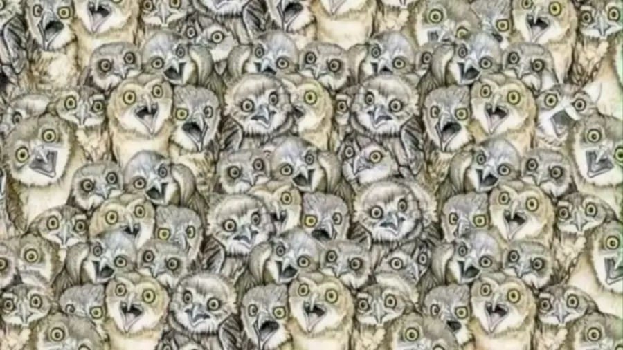 Brain Teaser: If you Have Eagle Eyes Find The Hidden Cat among The Owl Within 15 Seconds
