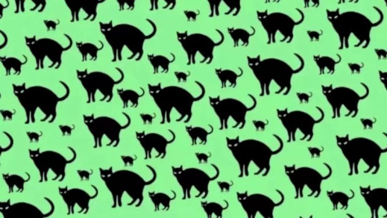 Can You Spot The Rat Among The Cats Within 15 Seconds? Explanation And Solution To The Optical Illusion