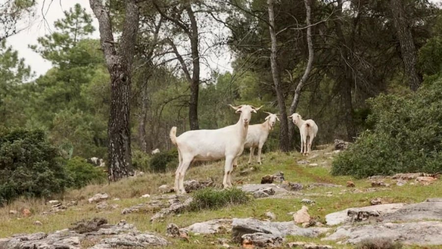 Optical Illusion Brain Test: Can you save these Goats by Spotting the Predatory Wolf in this Image?