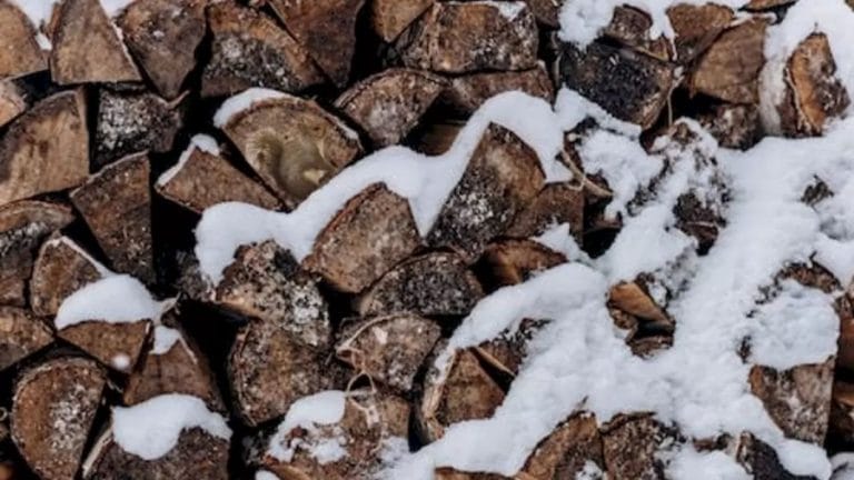 Optical Illusion Challenge: Squirrel in the Snow! within 18 Seconds, Find the Squirrel among these Firewoods